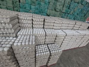White Eggs
