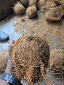 Semi Husked Coconuts