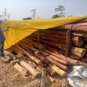 Pure White Sandalwood Logs