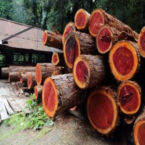 Natural Red Sandalwood Logs