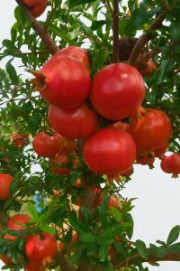 Fresh Pomegranate