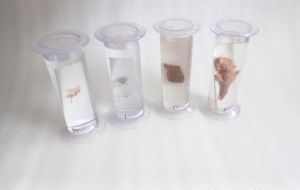 biology fiberglass special zoology specimen model