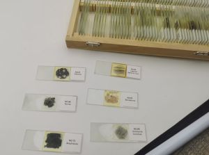 Geology Thin Section Mineral Slide