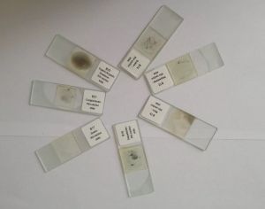 Geology Thin Section Prepared Rock Slides Set