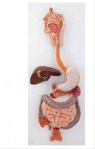 Human Digestive System Model