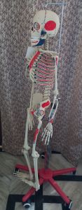 Human Skeleton Model