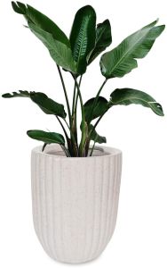 Ceramic Plant Pot