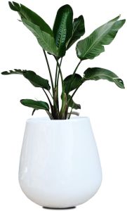 Indoor Ceramic Planter