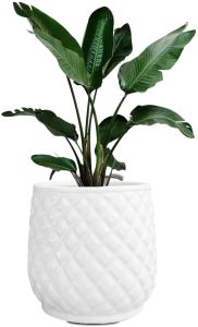 Modern Ceramic Planter