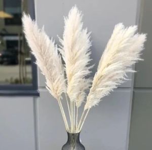 4.2 Feet White Pampas Grass