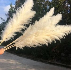 4.2 Feet White Pampas Grass