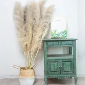 4.2 Feet White Pampas Grass