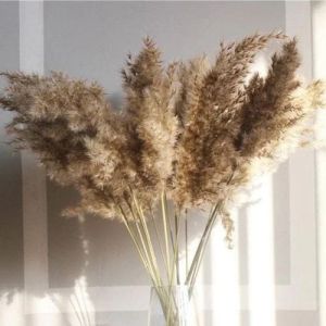 3 Feet Brown Dried Pampas Grass