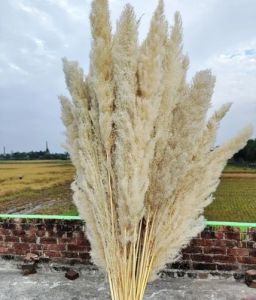 4 Feet Dried Off White Pampas Grass