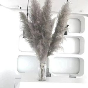 3.2 Feet Dried Pampas Grass