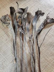 14 Inch Exotic Dried Flower