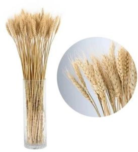 18 Inch Light Brown Wheatgrass