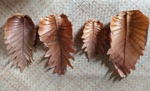 2 Inch Brown Dried Oak Leaves