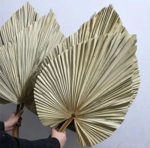21 Inch Dried Palm Leave