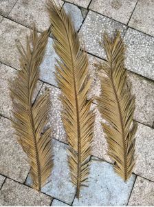 18inch Skeleton Leaves