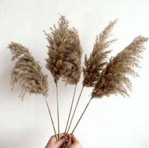 3 Feet Brown Dried Pampas Grass