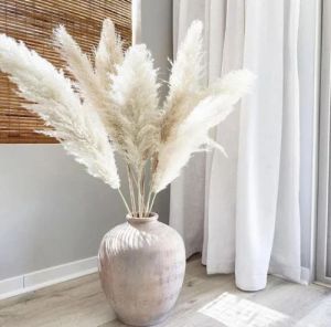 4.2 Feet White Pampas Grass