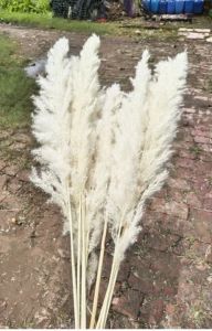 4 Feet Dried Off White Pampas Grass