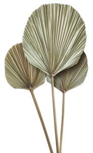12 Inch Tropical Dried Palm Leaf