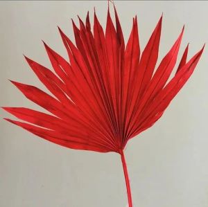 8 Inch Naturl Dried Sun Palm Leave