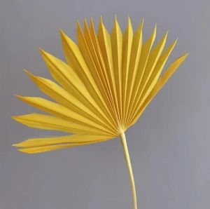 8 Inch Naturl Dried Sun Palm Leave