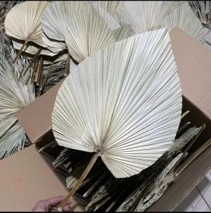 21 Inch Dried Palm Leave