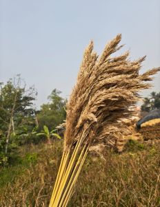 Brown Dried Pampas Grass