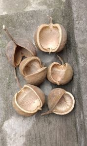 Dried Brown Buddha Nuts