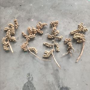 Dried Natural Canella Berry