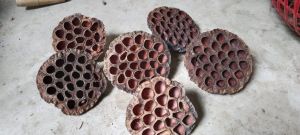 Dried Lotus Flower Pods