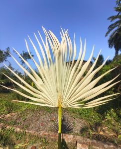 Dried Natural Palm Leaves