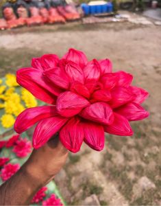 Dried Pink Corn Husk Flower