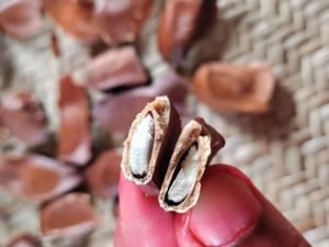 Mahogany Fruit Seed