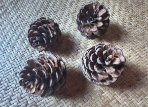 Natural Dried Pine Cones
