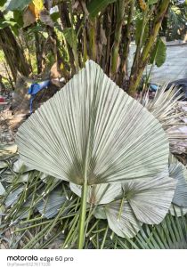 Multicolor Natural Dried Palm Leave