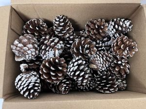 Natural Dried Pine Cones