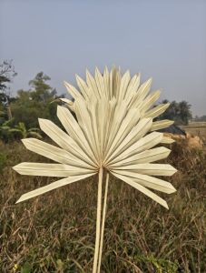 Natural Dried Sun Palm Leaf
