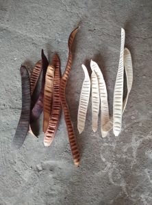 Dried Poinciana Seed Pods