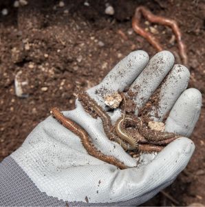 Vermicompost Fertilizer