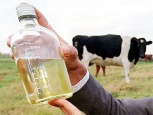 Distillate Cow Urine