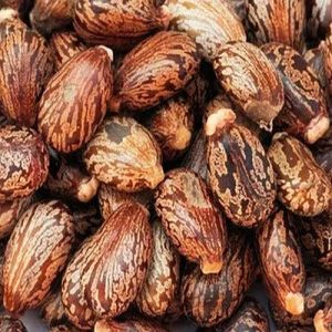 A Grade Castor Seeds