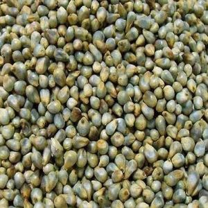 Green Millet Seeds