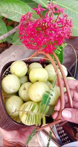 Amla Pickle