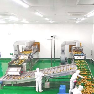 Automatic Fruit Juice Processing Plant