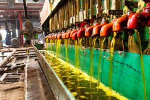 Edible Oil Refinery Plant